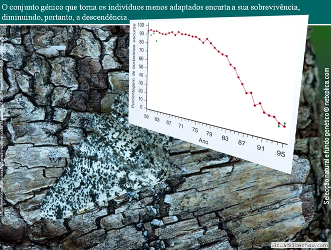 Diapositivo51