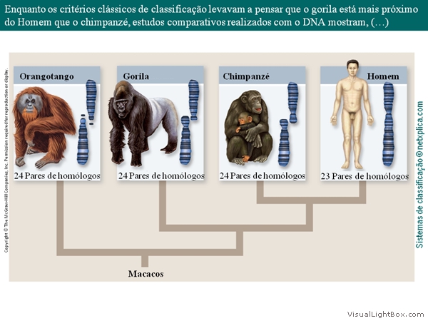 Diapositivo14