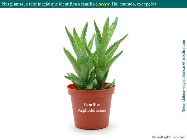 Diapositivo13
