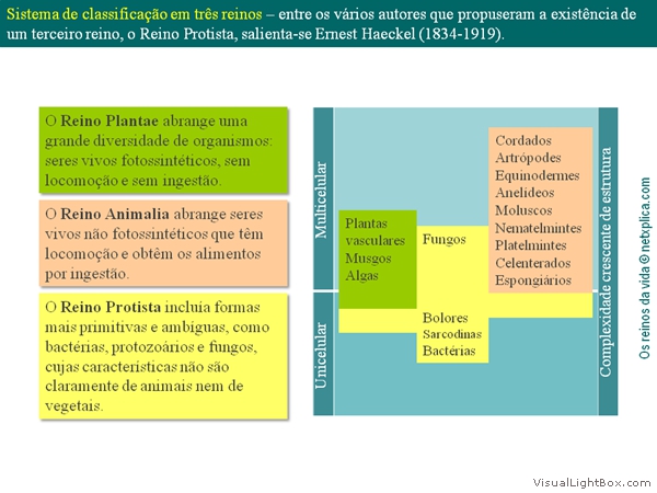 Diapositivo12