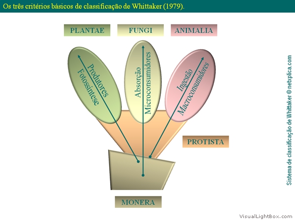 Diapositivo16