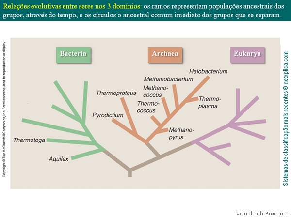 Diapositivo12