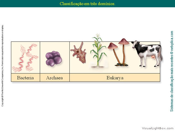 Diapositivo14