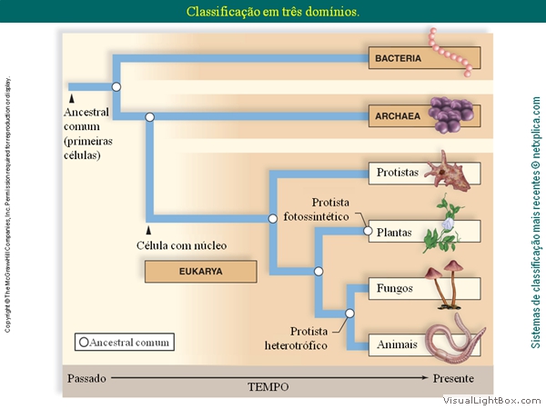 Diapositivo15