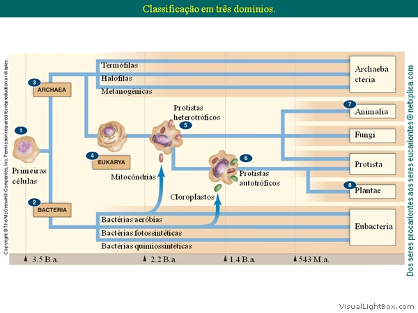 Diapositivo16