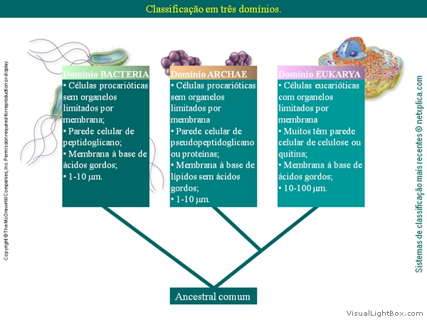 Diapositivo17