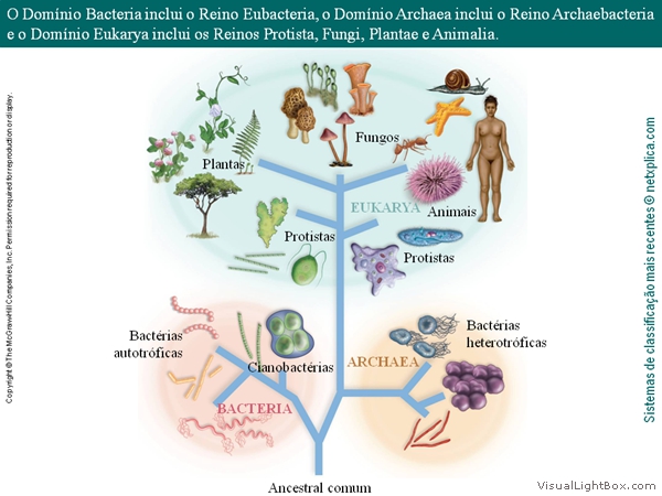 Diapositivo22