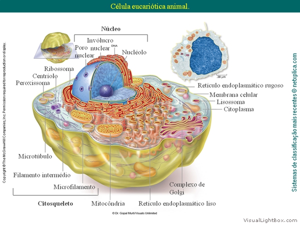 Diapositivo27