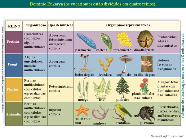 Diapositivo29