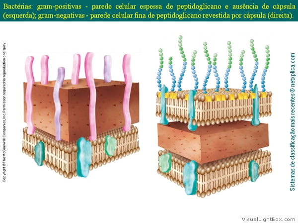 Diapositivo31