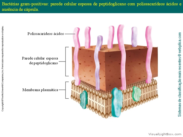 Diapositivo32