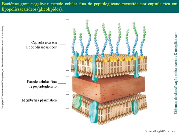 Diapositivo33