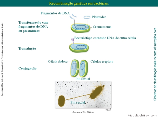 Diapositivo36