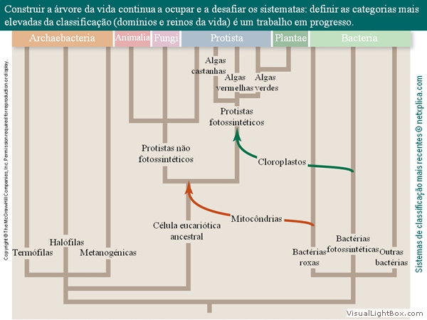 Diapositivo37