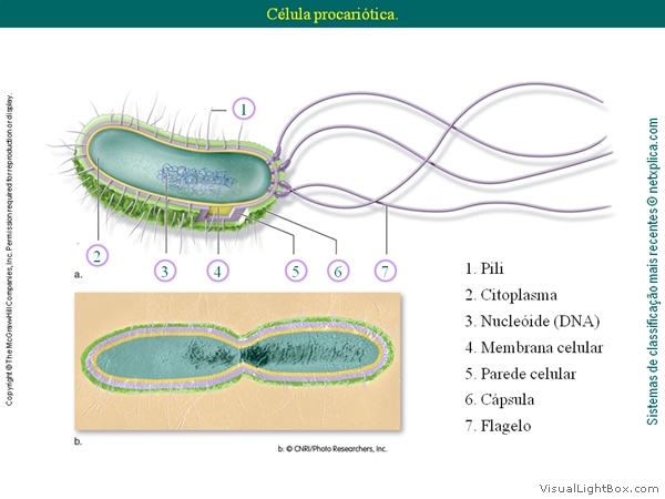 Diapositivo5