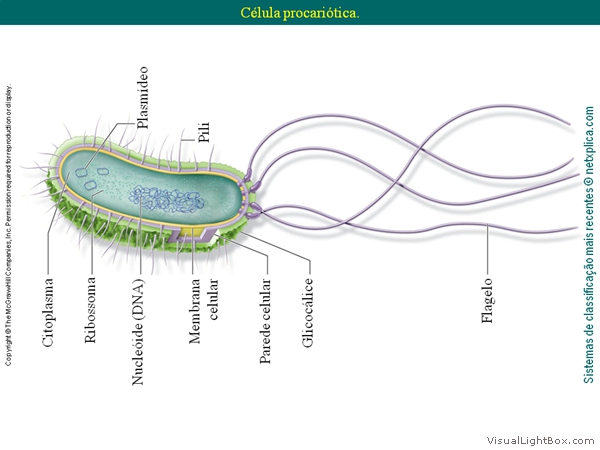 Diapositivo6