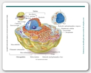 Diapositivo27