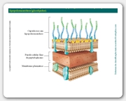 Diapositivo33