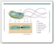 Diapositivo5