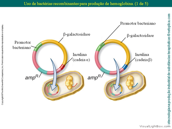 Diapositivo33