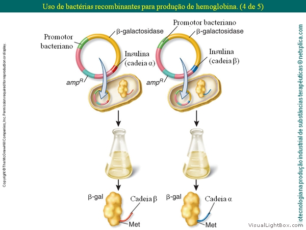 Diapositivo36