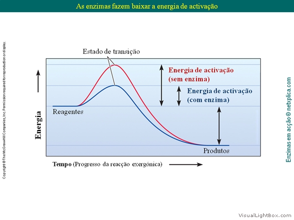 Diapositivo10