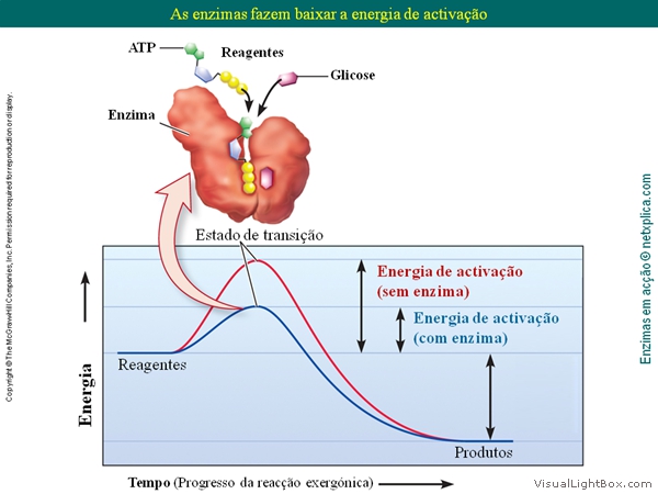 Diapositivo11