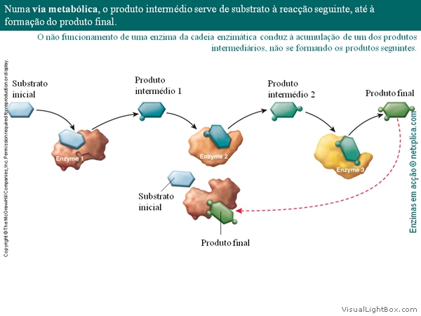 Diapositivo14