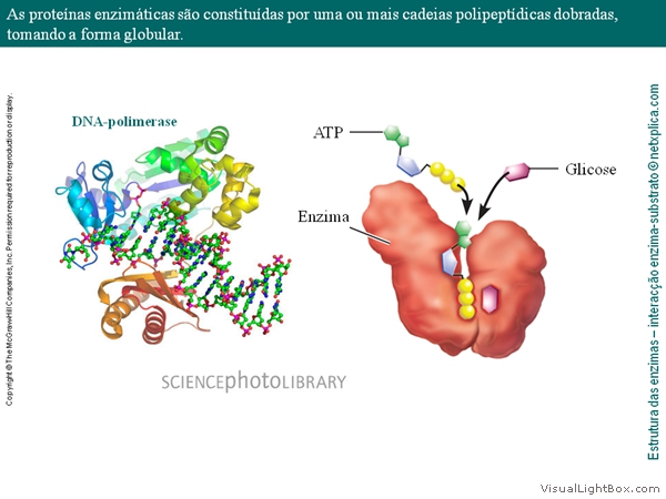 Diapositivo19