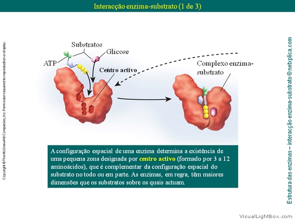 Diapositivo20