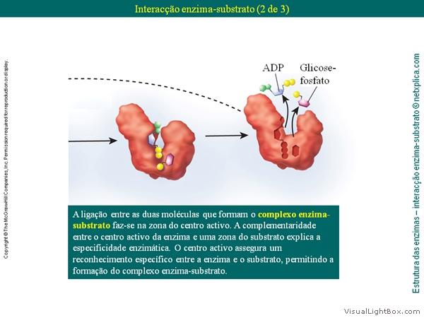 Diapositivo21