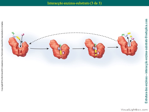 Diapositivo22