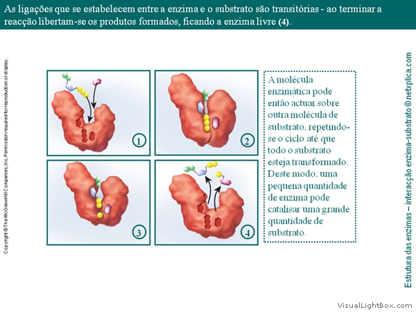 Diapositivo25