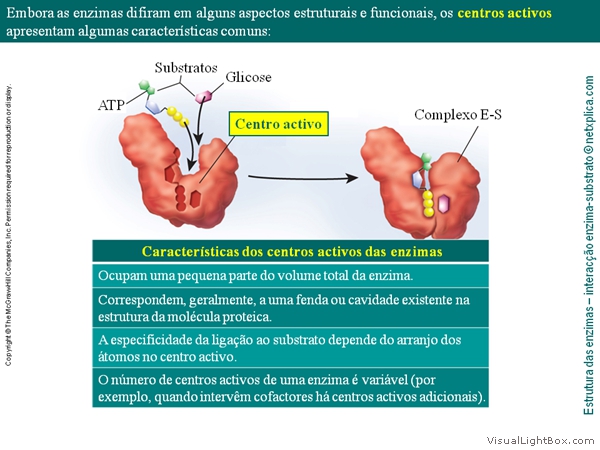 Diapositivo31