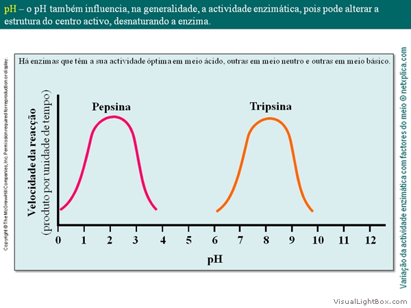 Diapositivo42