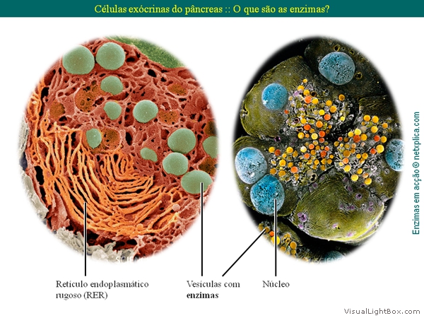 Diapositivo5