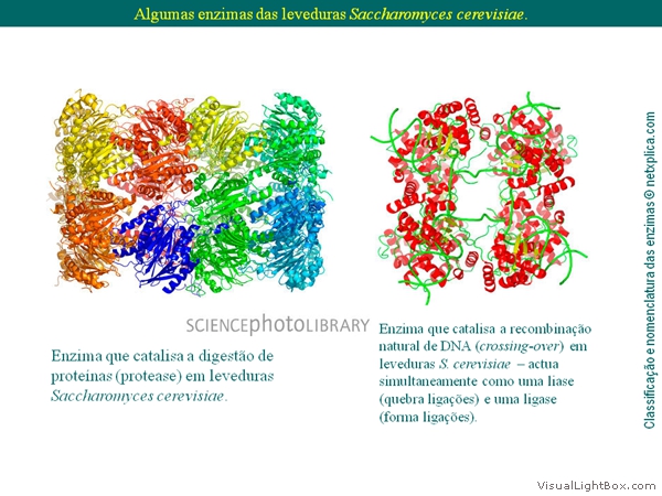 Diapositivo52