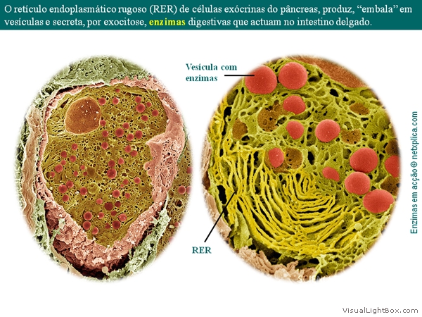 Diapositivo6