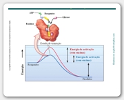 Diapositivo11