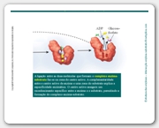 Diapositivo21