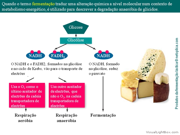 Diapositivo50