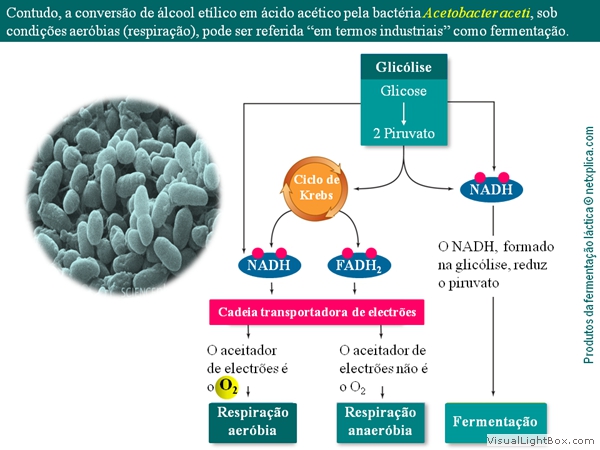 Diapositivo53