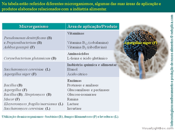 Diapositivo11