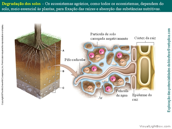 Diapositivo50