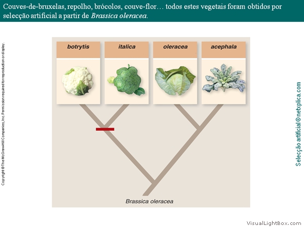 Diapositivo18