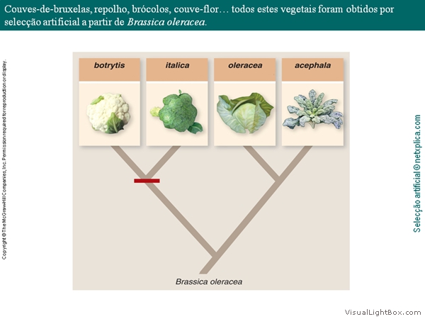 Diapositivo18