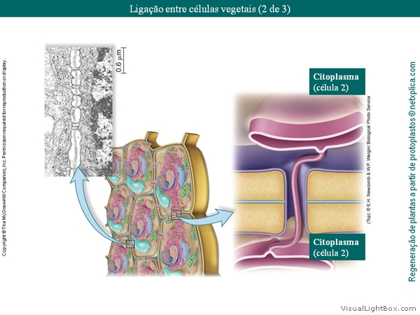 Diapositivo37