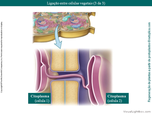 Diapositivo38