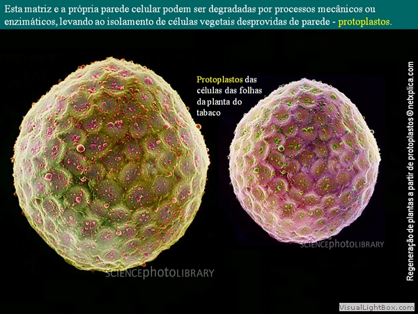 Diapositivo39