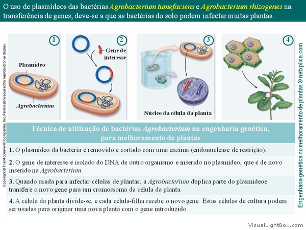 Diapositivo53